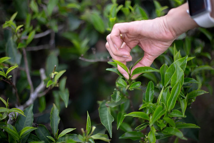 A hand carefully picking two leaves and a bud.