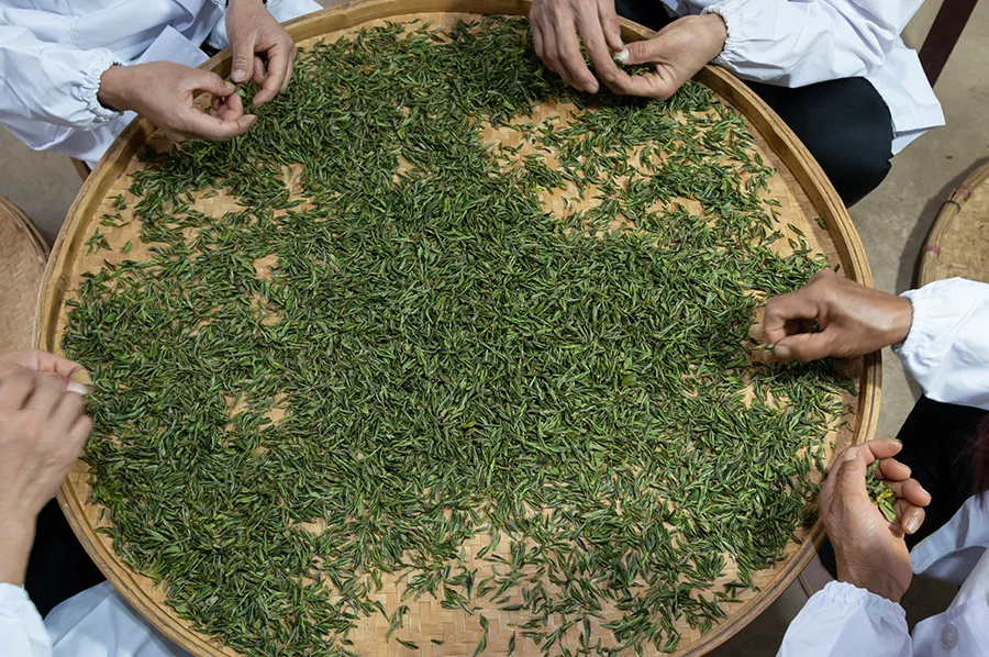 Four workers sit around a bamboo mat full of tea leaves, shaping them manually with their hands.