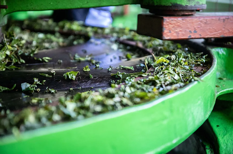 An image of a rotorvane in the middle of turning to process tea.