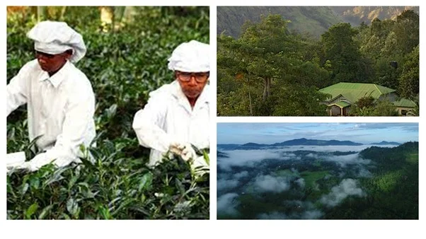 Picking specialty tea in Sri Lanka.