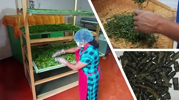 Processing specialty tea in Sri Lanka.