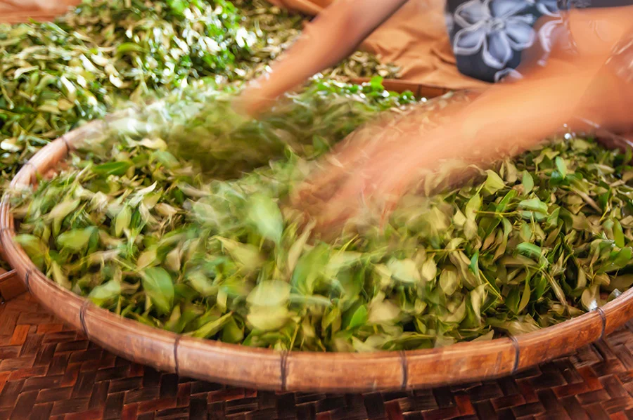 A girl bruises the leaves with her hands in a large bamboo tray.