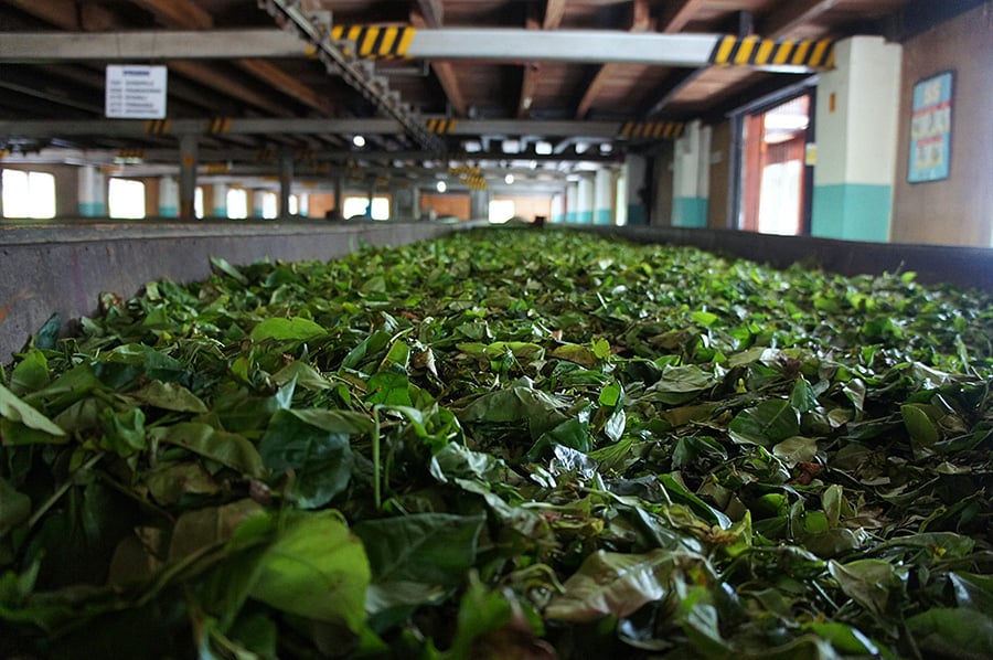 Leaves withering in a large tray in a tea processing plant in Sri Lanka.