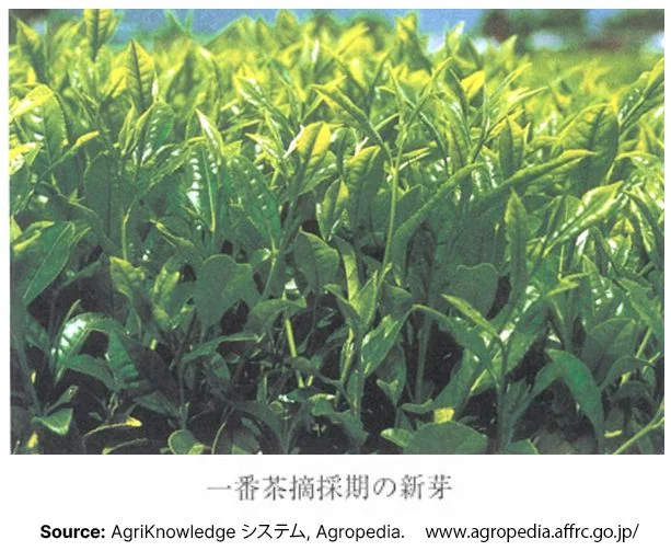 New leaves of Harumoegi Japanese tea cultivar from AgriKnowledge