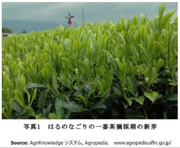 New leaves of Harunonagori Japanese tea cultivar from AgriKnowledge