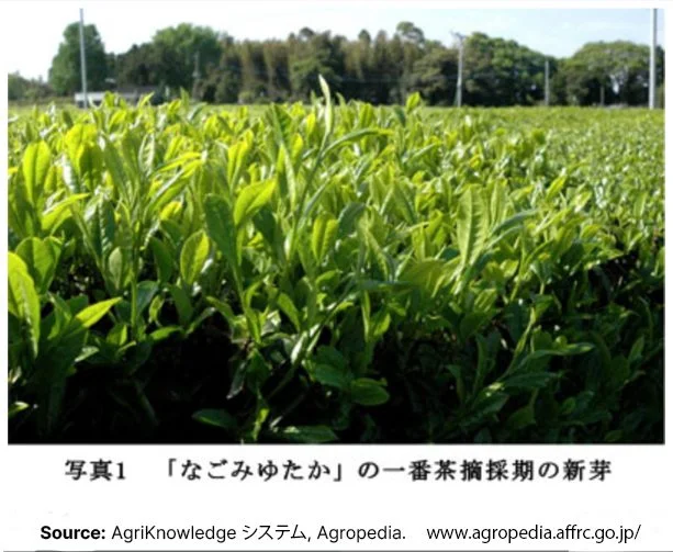 New leaves of Nagomiyutaka Japanese tea cultivar from AgriKnowledge