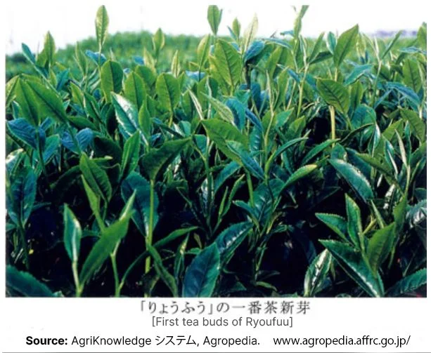 New leaves of Ryoufuu Japanese tea cultivar from AgriKnowledge