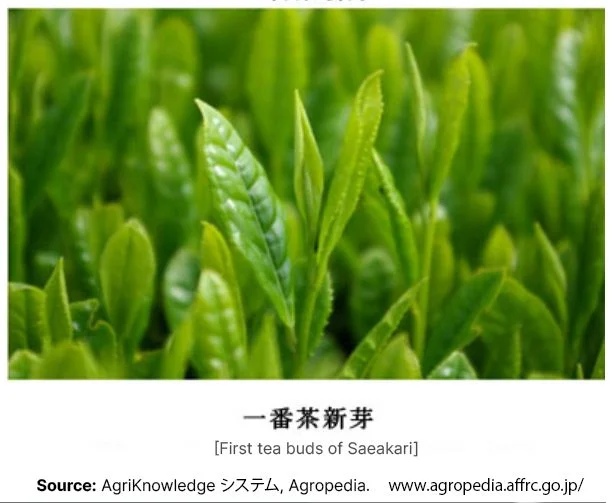 New leaves of Saeakari Japanese tea cultivar from AgriKnowledge