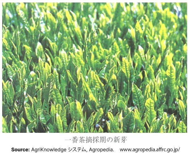 New leaves of Sainomidori Japanese tea cultivar from AgriKnowledge