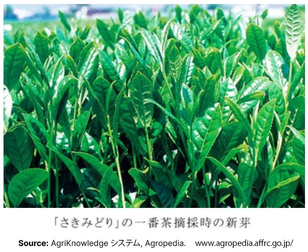 New leaves of Sakimidori Japanese tea cultivar from AgriKnowledge