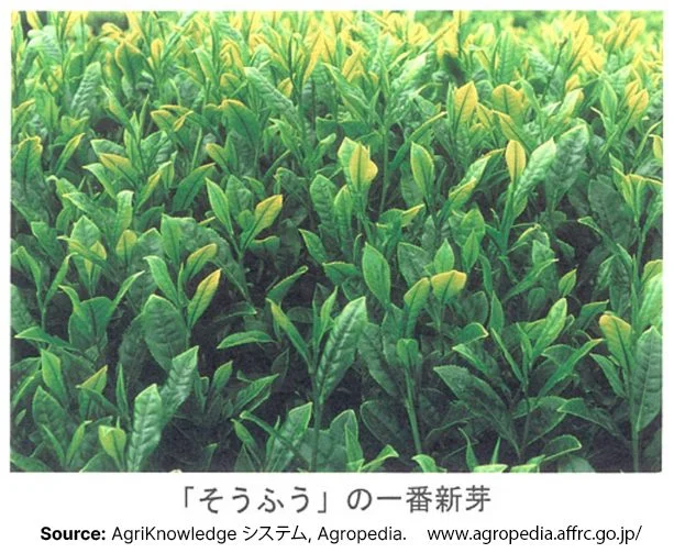 New leaves of Soufuu Japanese tea cultivar from AgriKnowledge
