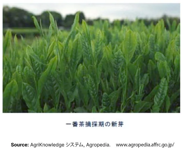 New leaves of Yumekaori Japanese tea cultivar from AgriKnowledge
