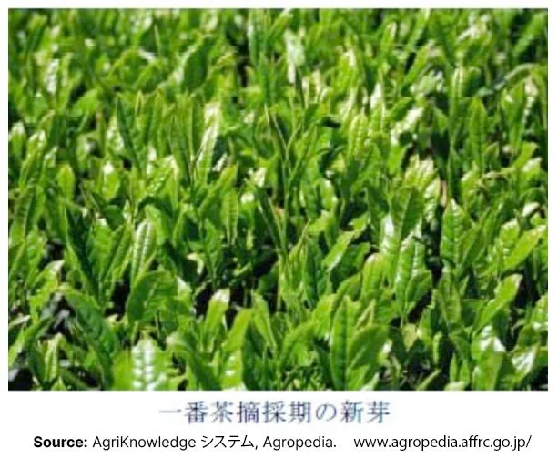 New leaves of Yumewakaba Japanese tea cultivar from AgriKnowledge