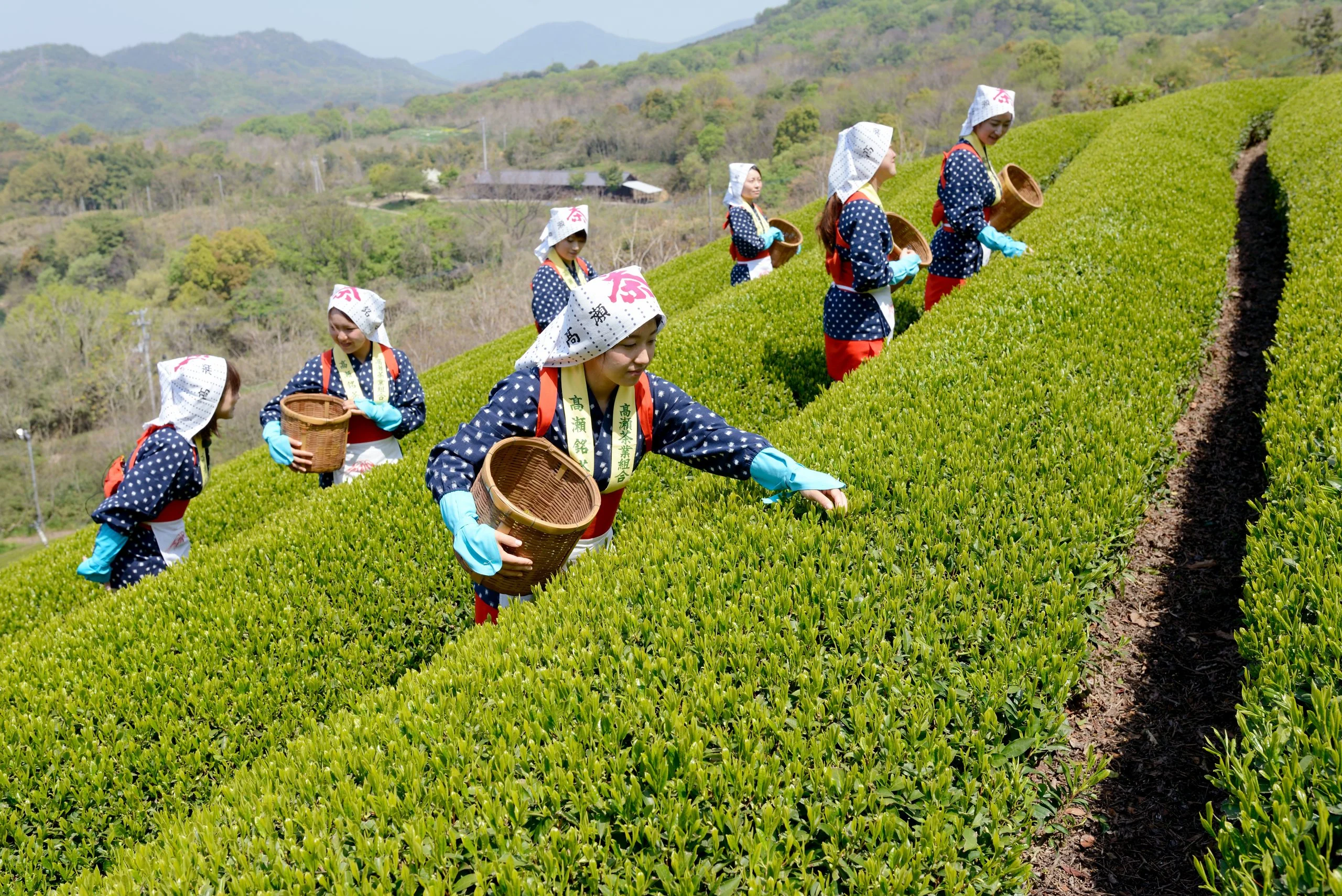Japanese women hand-plucking tea in Kanagawa, Japan. This is a rare sight outside of Uji.