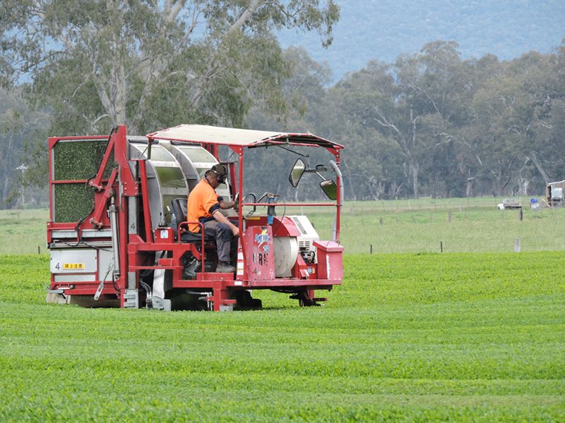 Japanese-model self propelled tea harvester utilised by Two Rivers Green Tea in Victoria, Australia.
