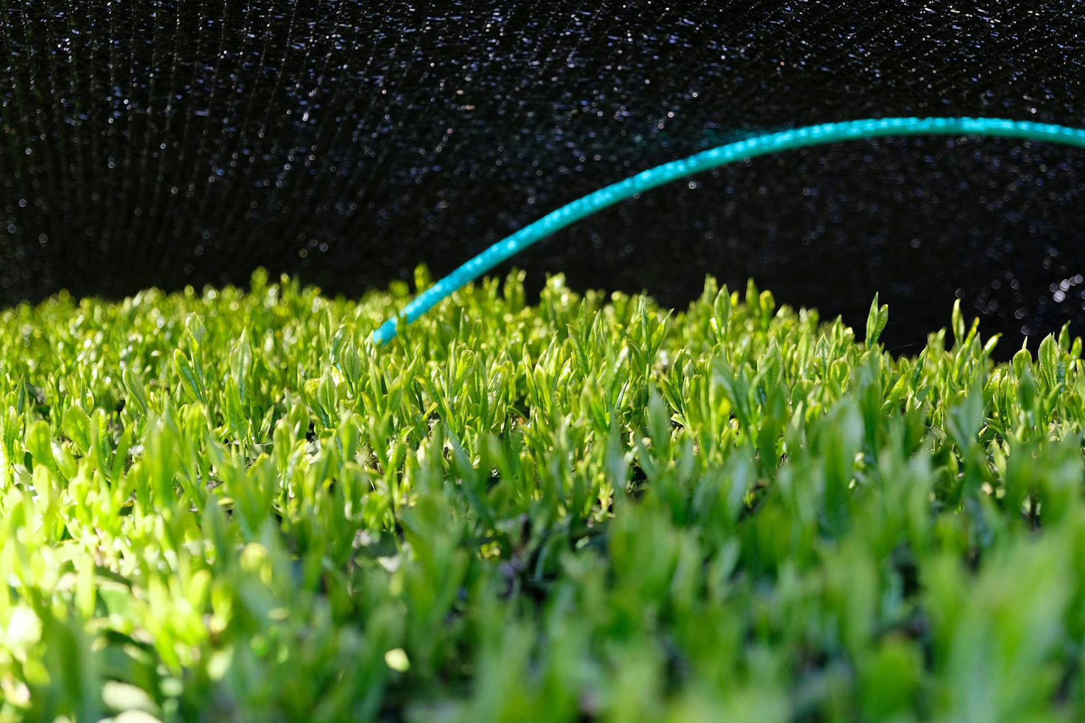 Kabuse sencha being shaded under a black plastic mesh.