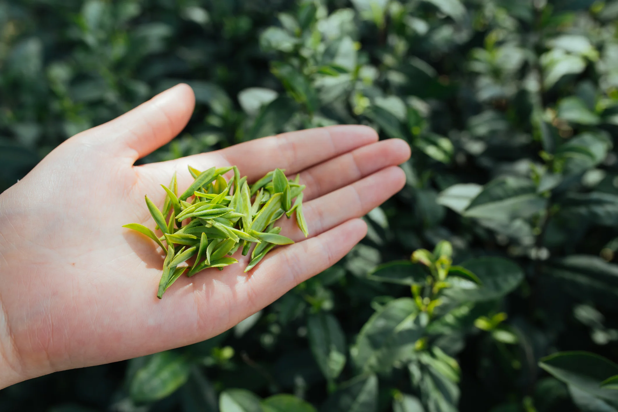 Tea picked from C. Sinensis var. Sinensis in China consisting only of buds.