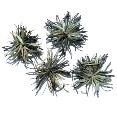 Silver Blossom Stars - 100g